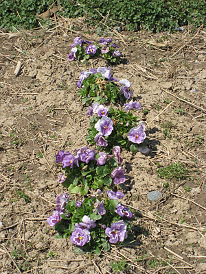 pansy mulched